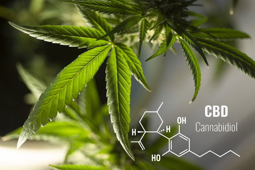 The Ultimate Guide to CBD: Discover the Benefits, Uses, and Myths